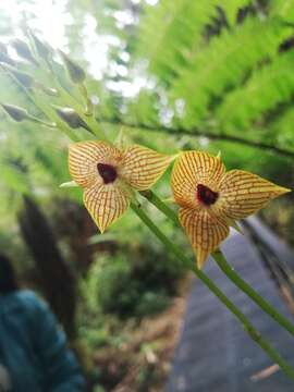 Image of Telipogon glicensteinii Dodson & R. Escobar