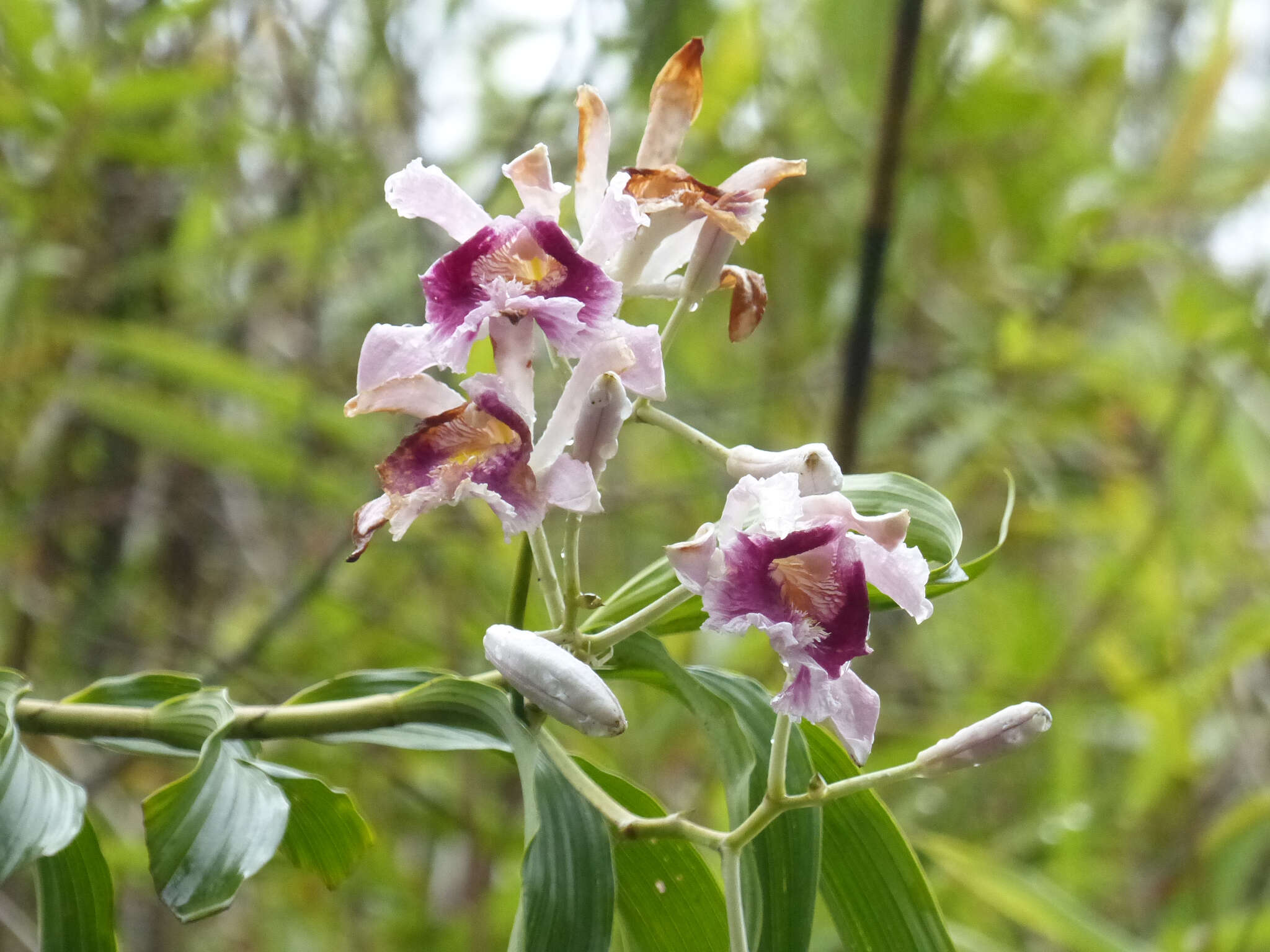 Image of Sobralia roezlii Rchb. fil.