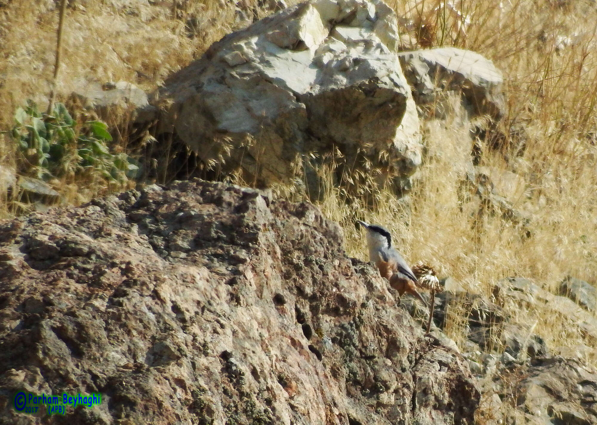 Image de Sittelle des rochers