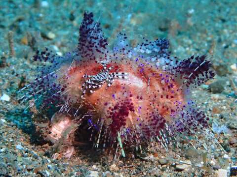 Image of variable fire urchin