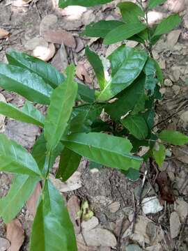 Image of Capparis henryi Matsum.