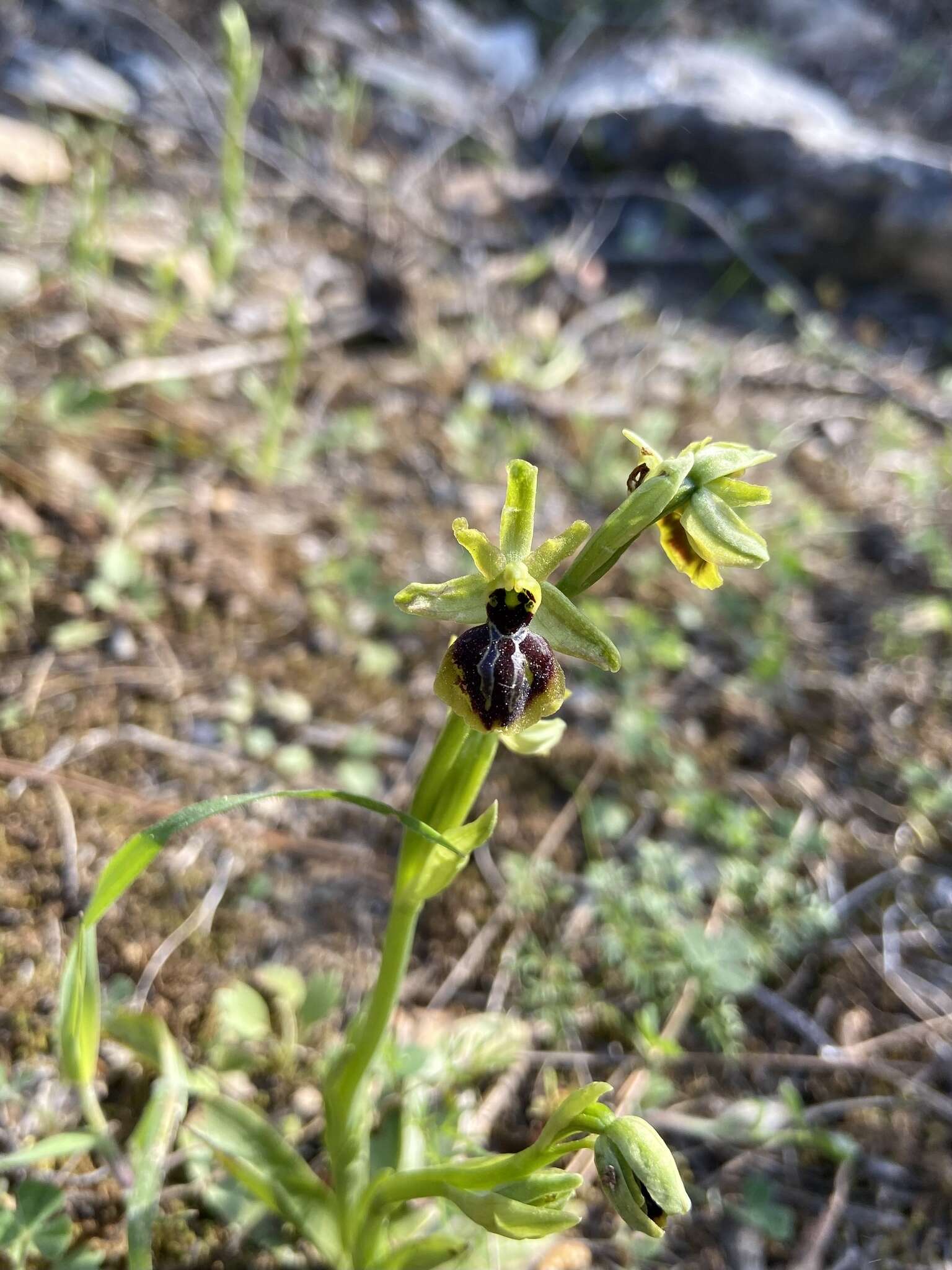 Image of Ophrys sphegodes subsp. aesculapii (Renz) Soó ex J. J. Wood