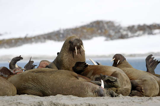 Image of Atlantic Walrus