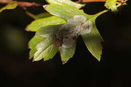 Image of Hawthorn Midget