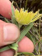 Image of Leucospermum gracile (Salisb. ex Knight) Rourke