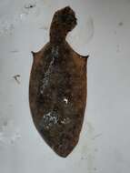 Image of Gulf Flounder