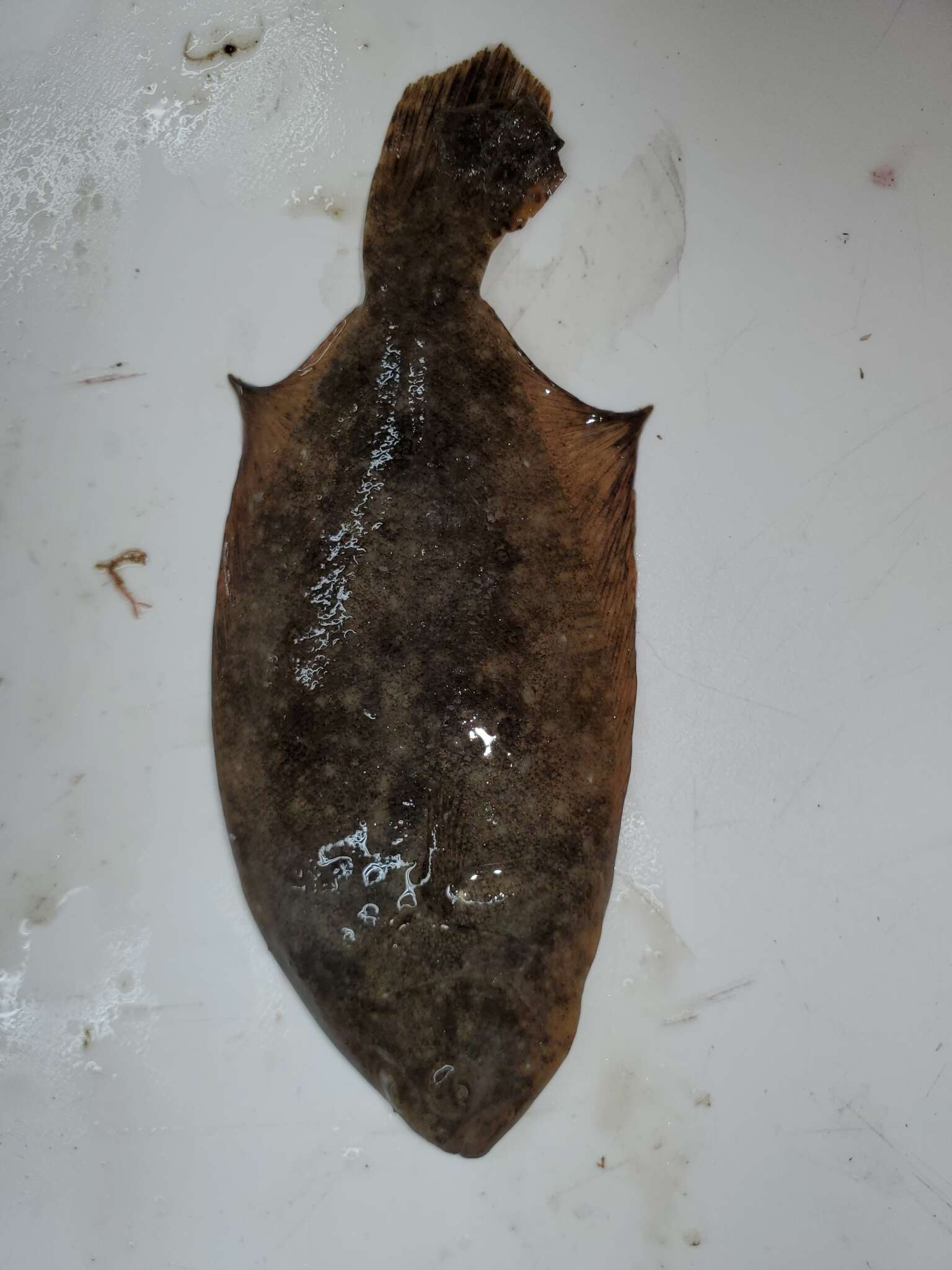 Image of Gulf Flounder