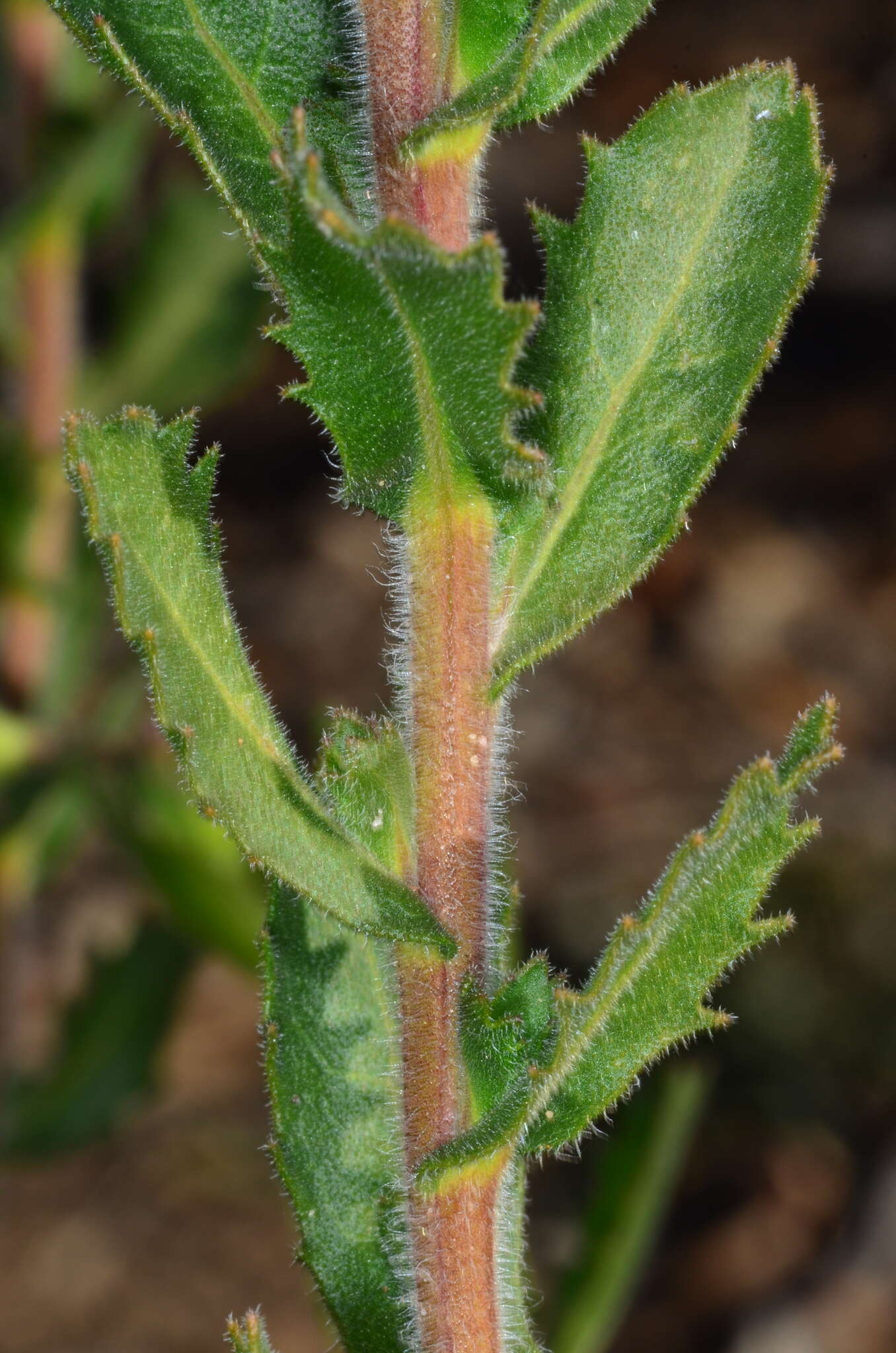 Image de Olearia rudis (Benth.) F. Müll.