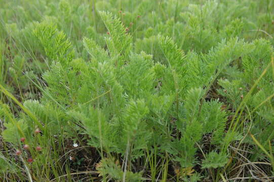 Image of Siberian wormwood