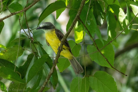 Image of Gray-capped Flycatcher