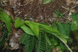 Image of big-mouth star orchid