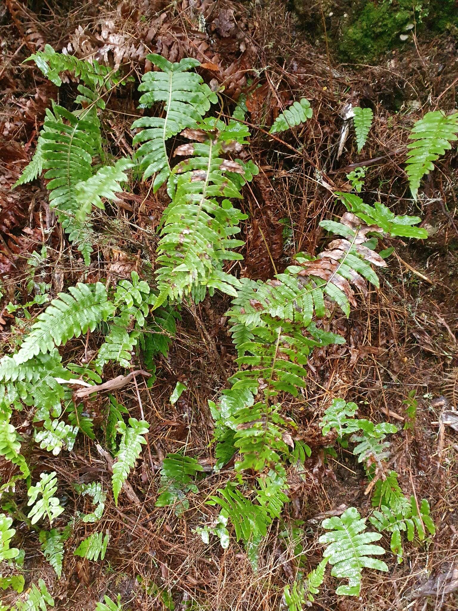 Image of Cranfillia deltoides