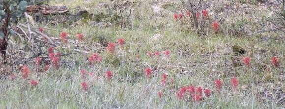 Imagem de Pedicularis aurantiaca (E. F. Sprague) Monfils & Prather