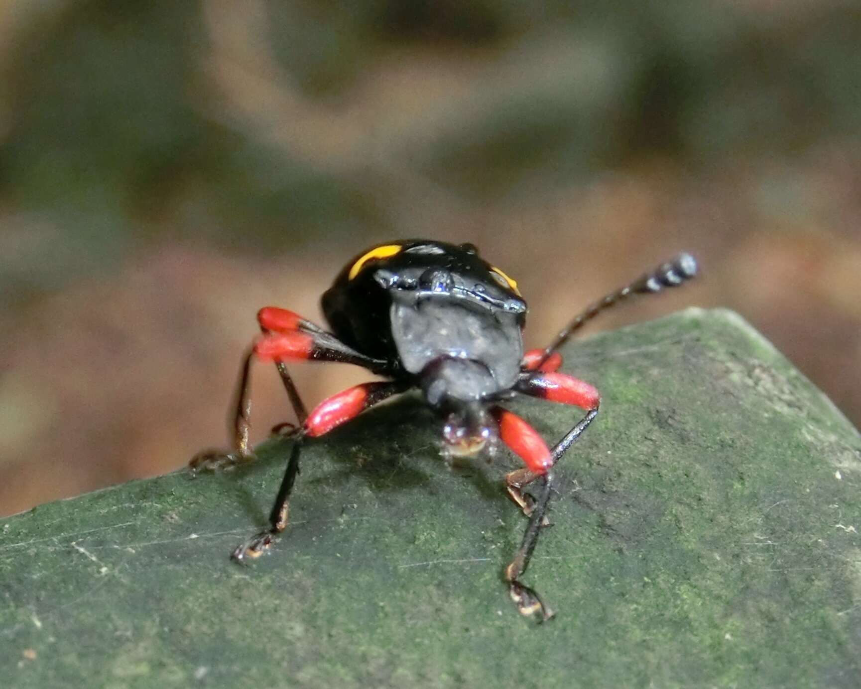 Image of Eumorphus quadriguttatus (Illiger 1800)