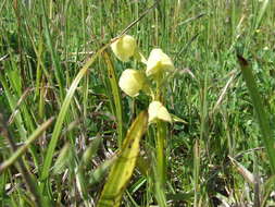 Pterygodium cruciferum Sond. resmi