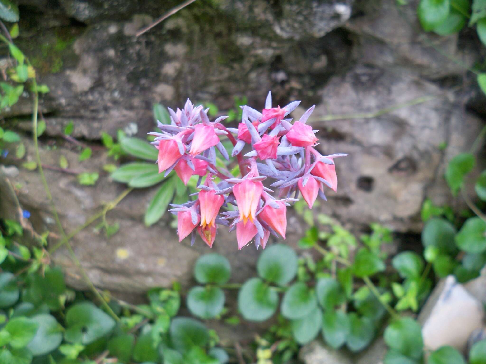 Image of Echeveria semivestita Moran