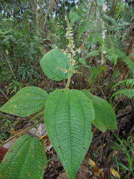 Слика од Miconia aeruginosa Naud.