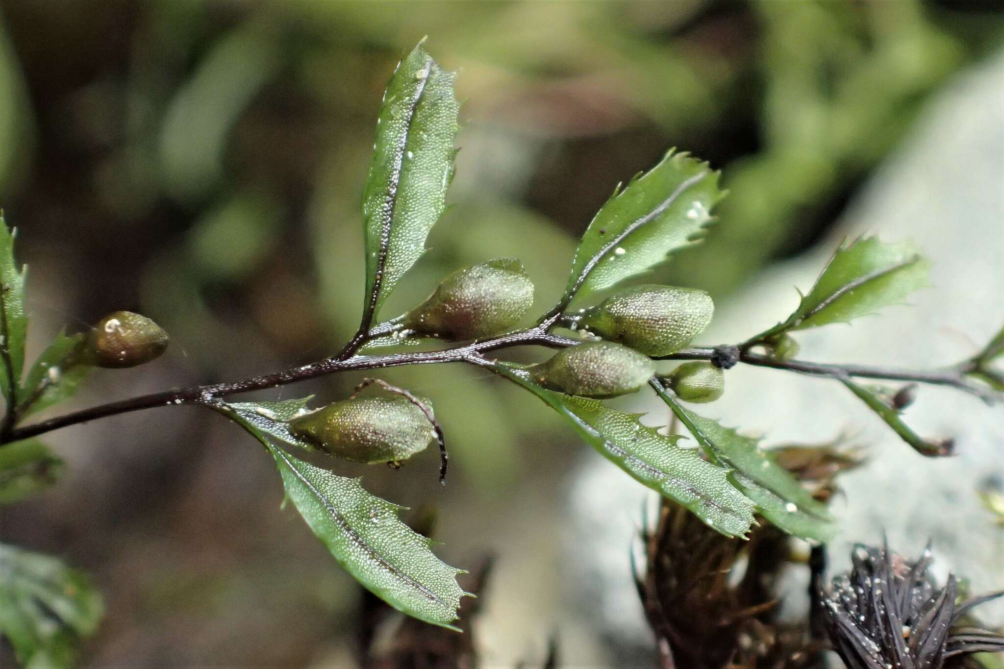 Image of Hymenophyllum falklandicum Bak.