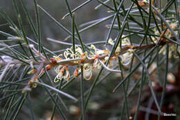 Image de Hakea gibbosa (Sm.) Cav.