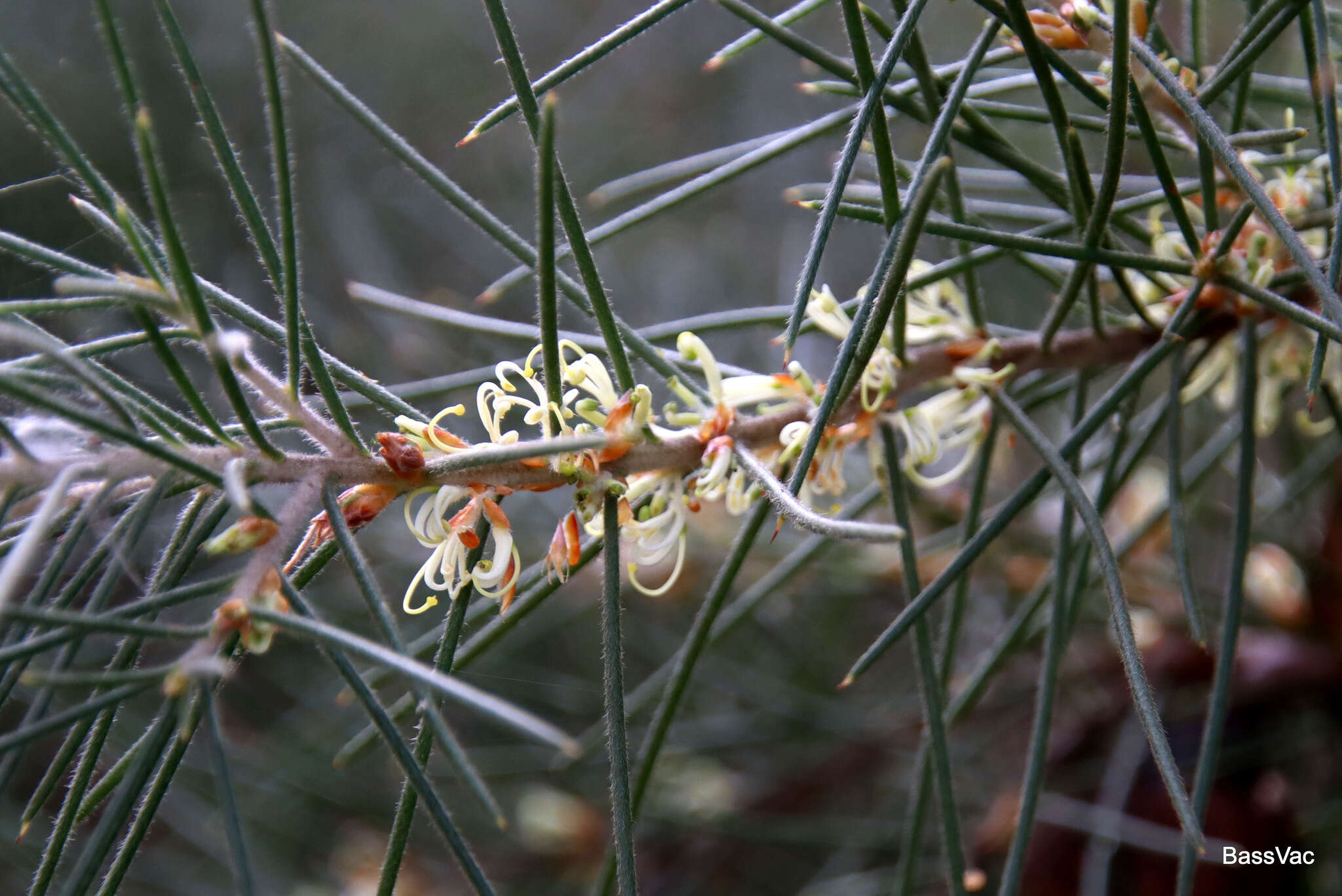 Image de Hakea gibbosa (Sm.) Cav.