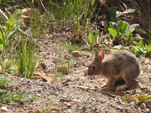 Image of Rocky Mountain Cottontail