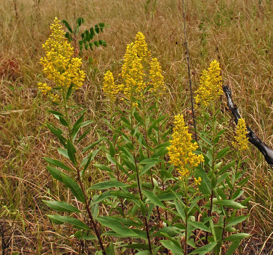 Image of showy goldenrod