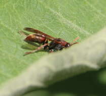 Image de Polistes humilis (Fabricius 1781)