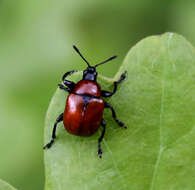 Image of Oak Leaf-roller