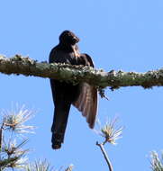 Image of Black Cuckoo