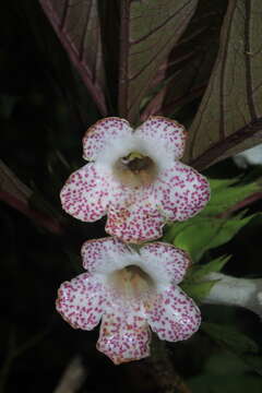 Sivun Nautilocalyx bracteatus (Planch.) Sprague kuva