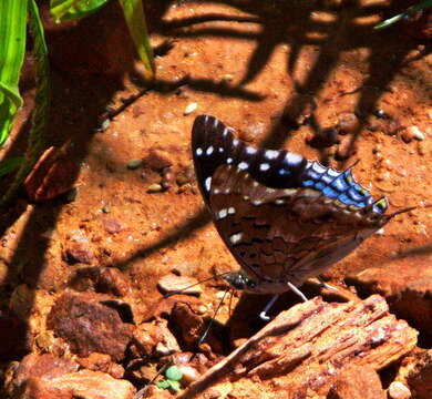 Imagem de Charaxes guderiana Dewitz 1879