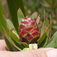 Image de Leucadendron sessile R. Br.