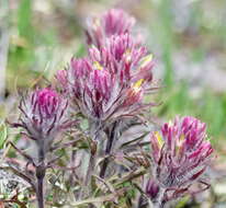 Image of northern Indian paintbrush