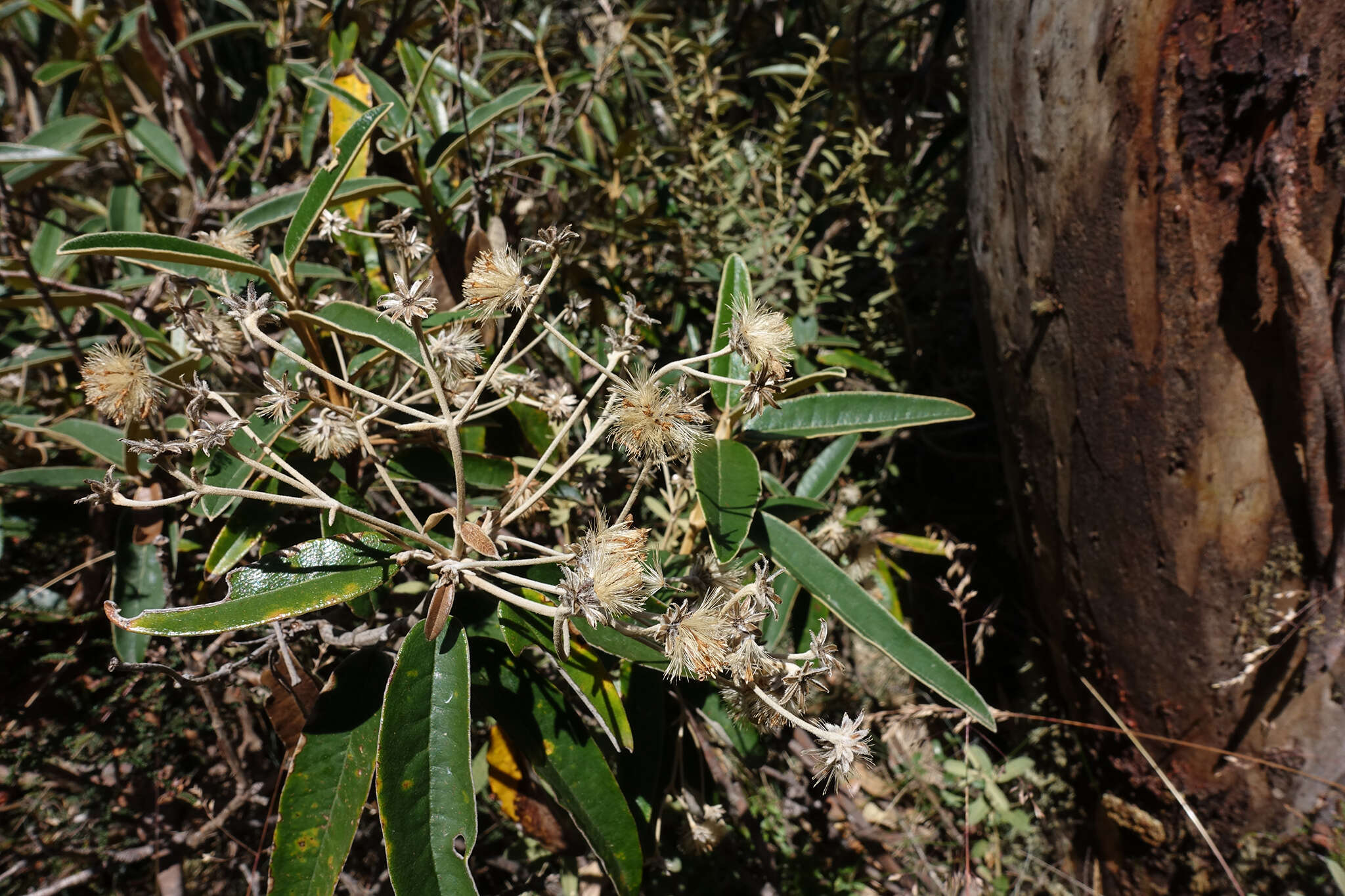 Image of Olearia alpicola (F. Müll.) F. Müll.