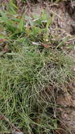 Image of Coastal-Plain Spike-Rush