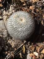 Image of Mammillaria albilanata subsp. oaxacana D. R. Hunt