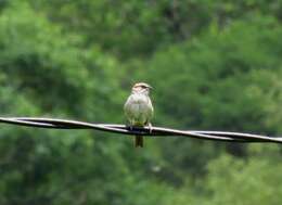 Image of Yungas Sparrow