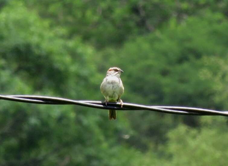 Image of Yungas Sparrow