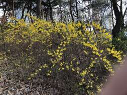 Imagem de Forsythia koreana (Rehder) Nakai