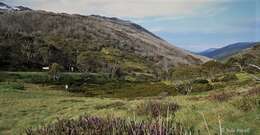 Image of Alpine Hovea