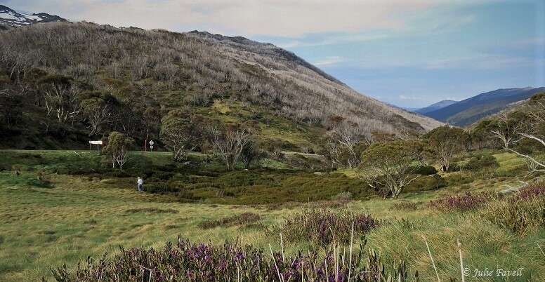 Image of Alpine Hovea