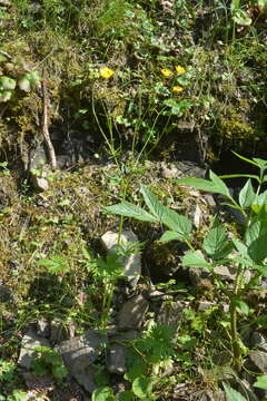 Image of Turner's buttercup