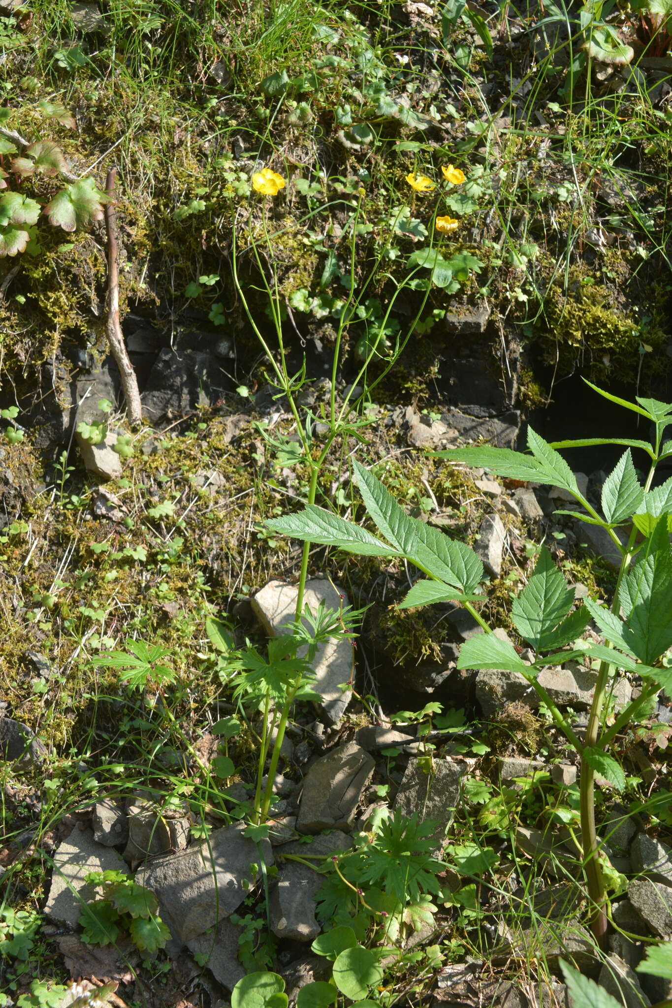 Image of Turner's buttercup