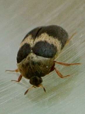 Image of Banded Black Carpet Beetle