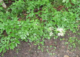 Image of Canadian Wild Lovage