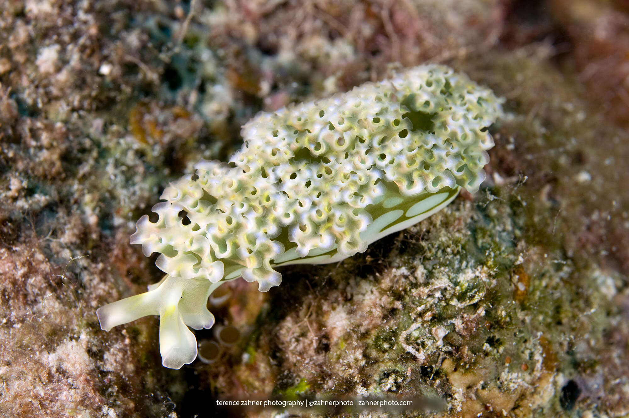 Image of lettuce sea slug