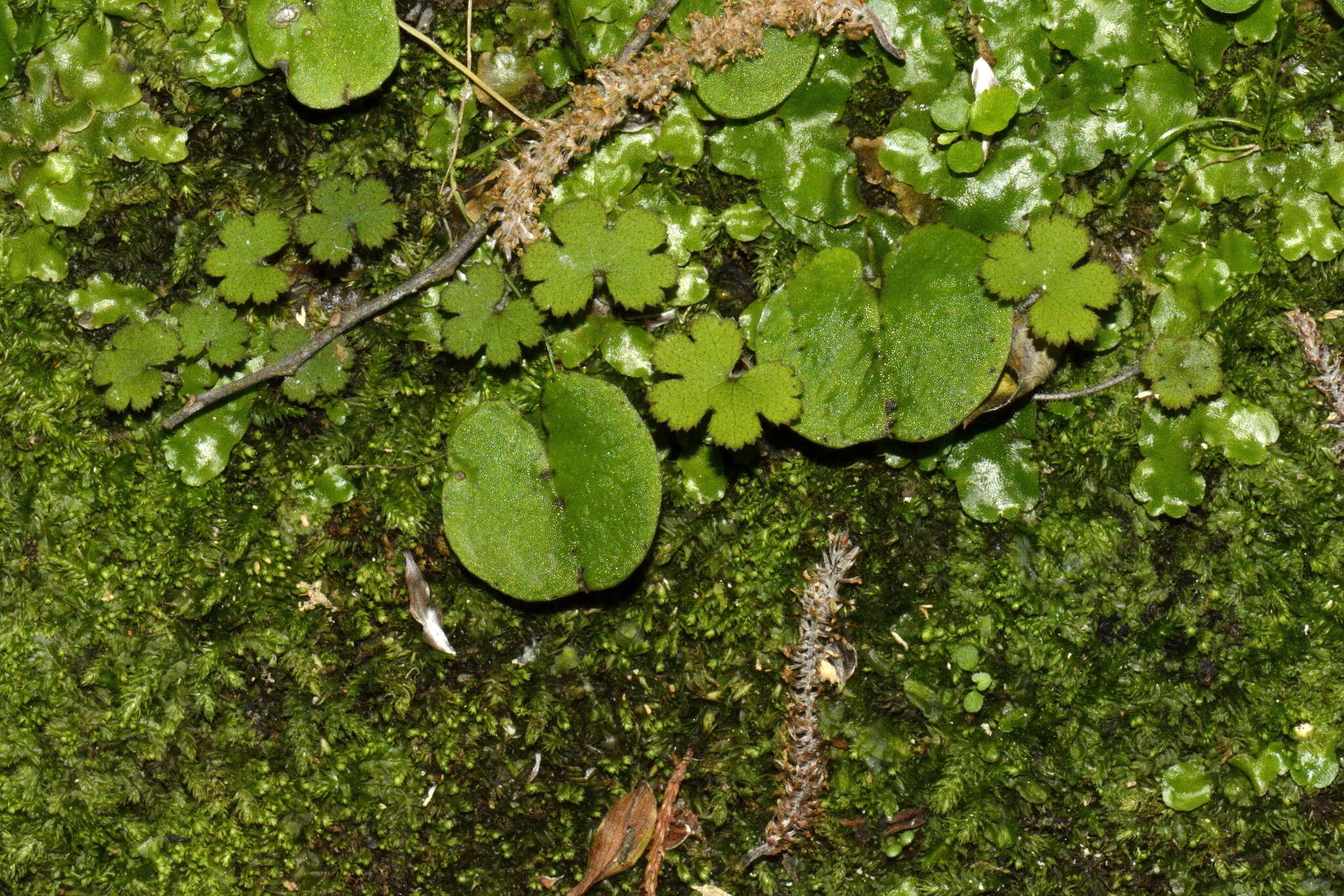 Image of Corybas macranthus (Hook. fil.) Rchb. fil.