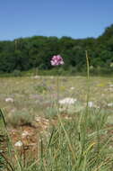 Image of sand leek