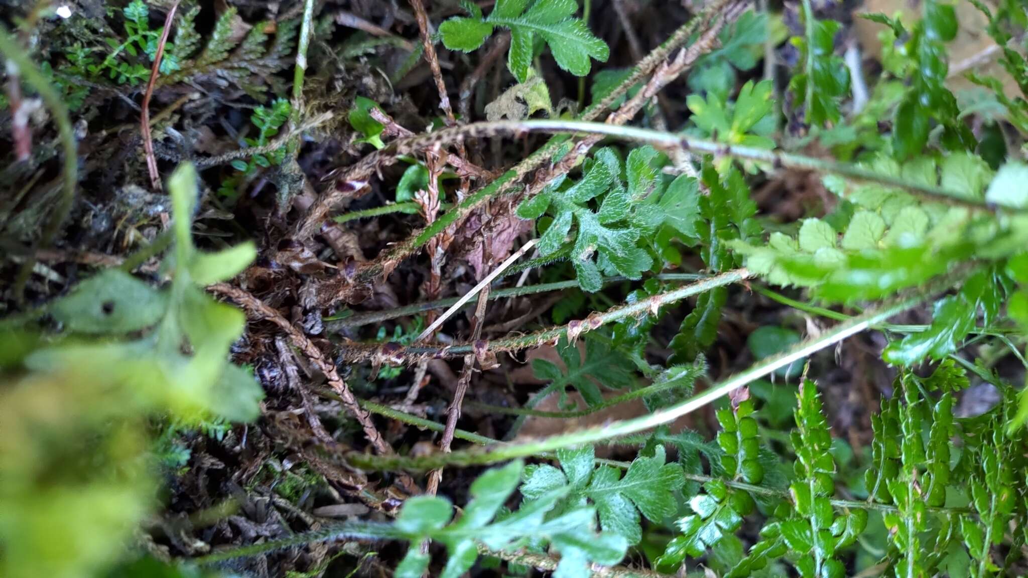 Image of Polystichum piceopaleaceum Tag.