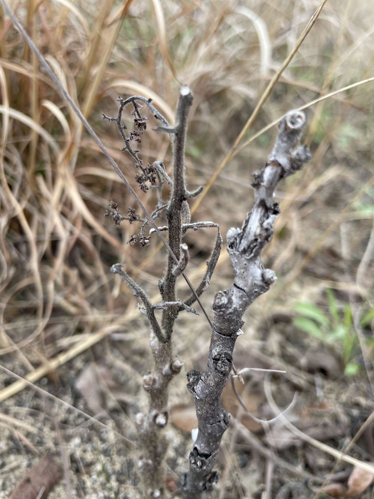 Image of Michaux's sumac